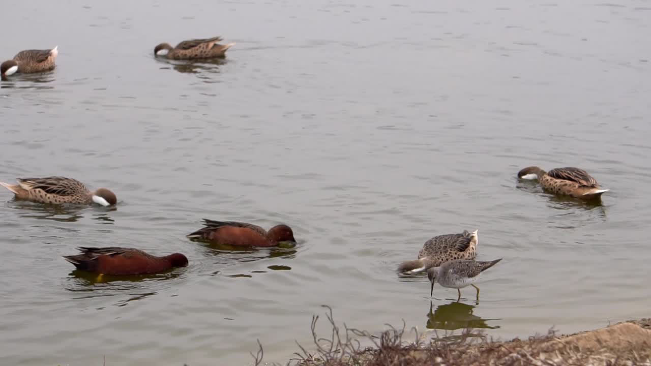 White-cheeked Pintail Duck and Andean Duck feeding in the SouthAmerican Wetlands
