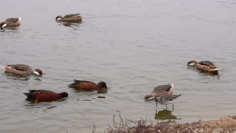 white-cheeked pintail duck and andean duck feeding in the southamerican wetlands