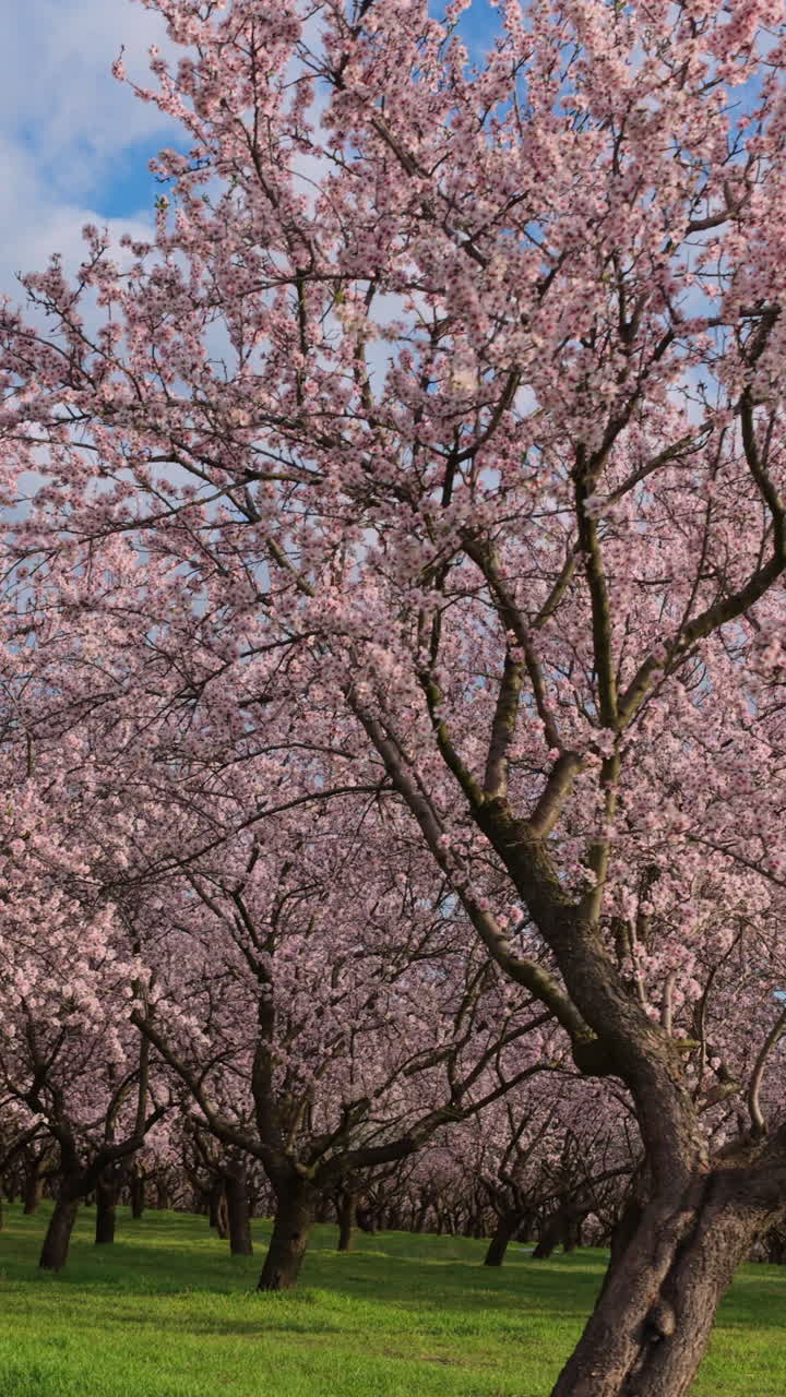 Ripresa aerea con drone di un denso mandorleto durante la fioritura primaverile. Le migliaia di fiori rosa e bianchi sono avvolti nel morbido bagliore dorato del sole del tardo pomeriggio. Verticale