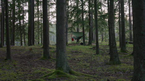 wide forest view of a secluded hammock campsite with green tarp and backpack, nestled among moss-covered tree roots and trunks in a tranquil pine forest during soft daylight