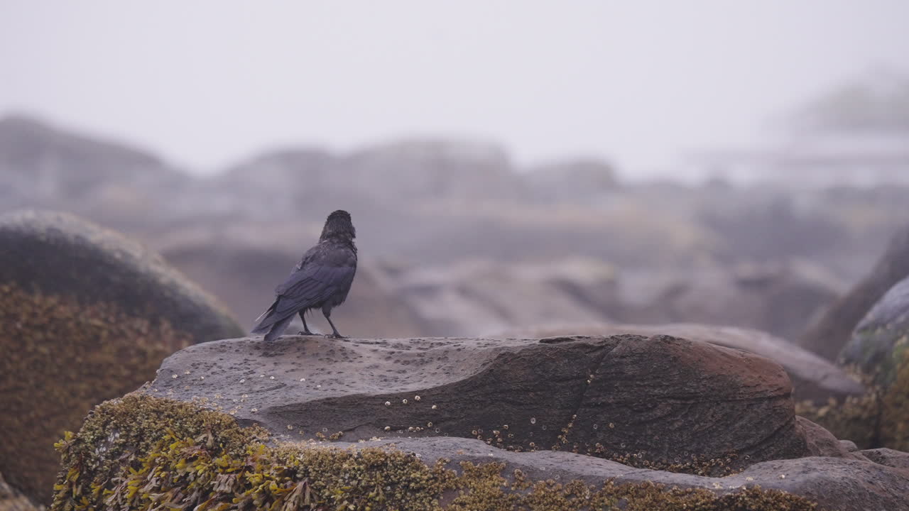 A black bear on the rocks waiting for the salmon to swim up the stream on in British Columbia, Canada. Filling up on food before going into hibernation for the winter