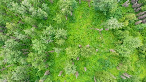 4k drone video of cottonwood trees and cow parsnip along troublesome creek near denali state park in alaska