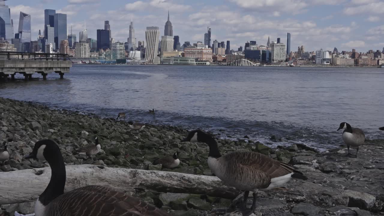 Geese on the Waterfront with City Skyline