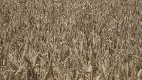 wheat crop swaying through wind outdoor in nature