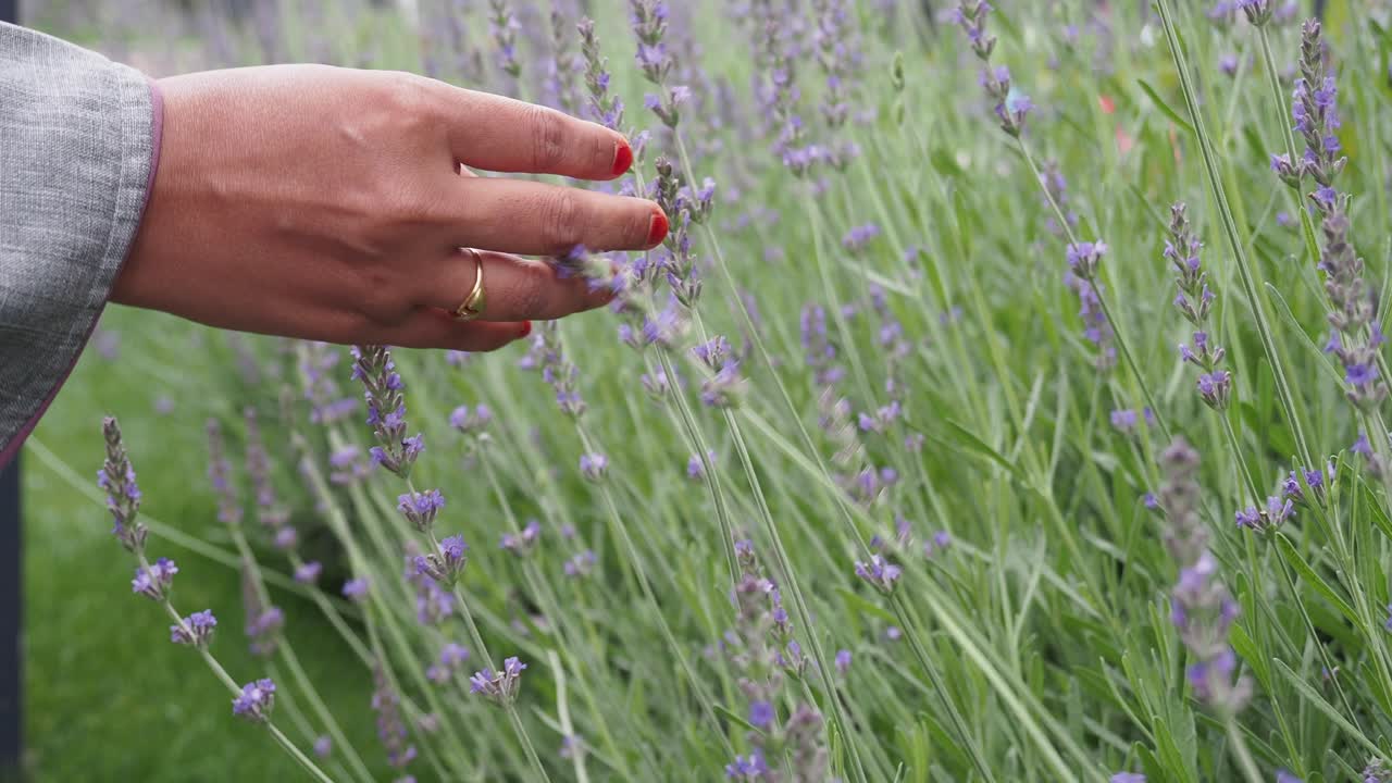 mujer tocando flores de lavanda en un jardín