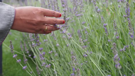 woman touching lavender flowers in a garden