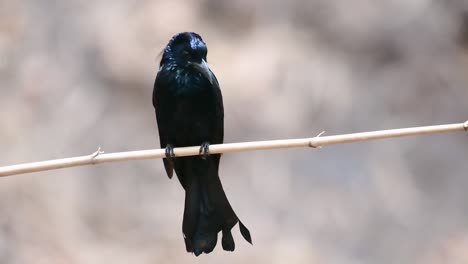 El-Drongo-Con-Cresta-De-Pelo-O-Es-Un-Ave-En-Asia-De-La-Familia-Dicruridae-Que-Era-Conespecífico-Con-Dicrurus-Bracteatus-O-Drongo-Con-Lentejuelas-En-El-Que-Puede-Ser-Difícil-Diferenciar-Entre-Sí