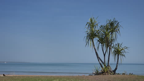 Palmera-Junto-A-La-Playa