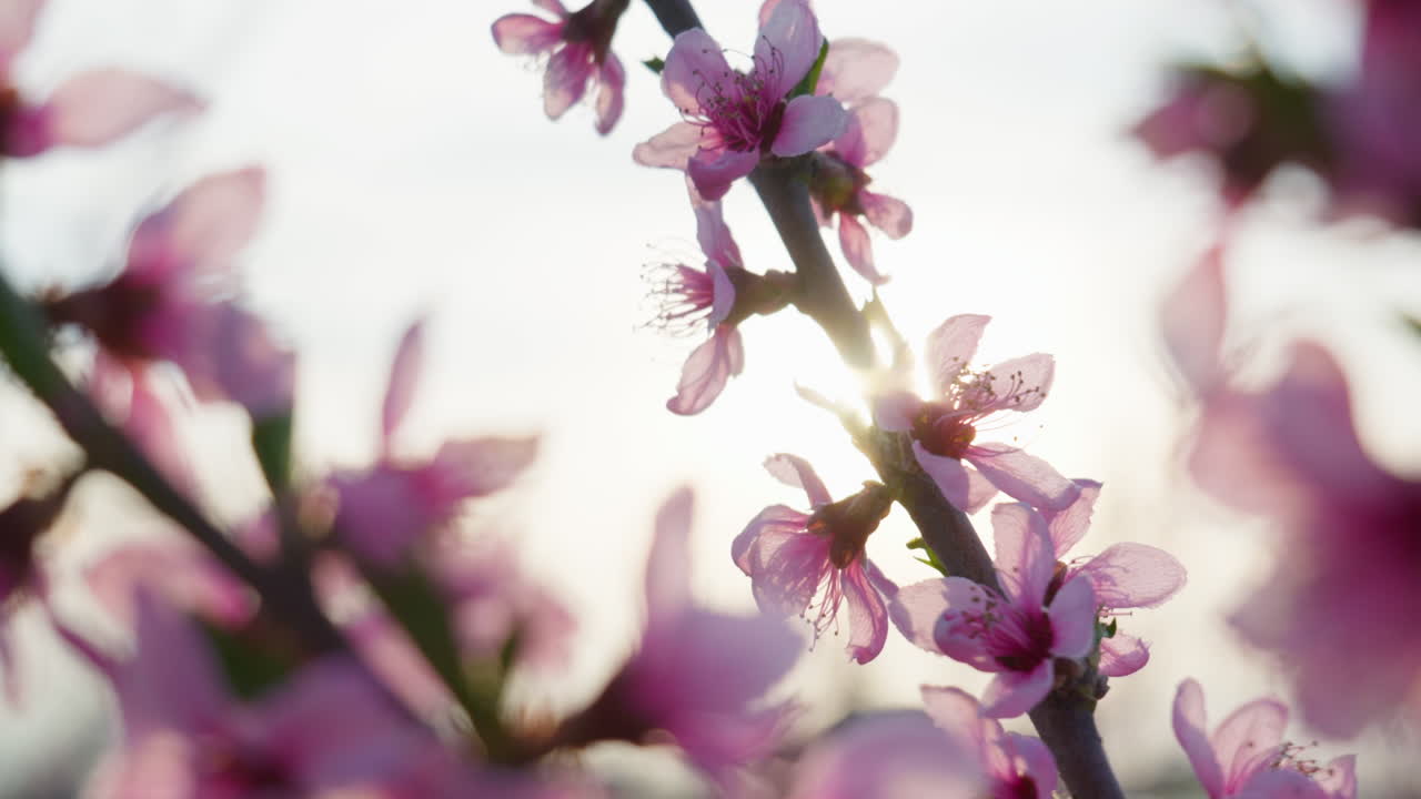 Close Up of Sakura Blossoms in Bloom on a Sunny Spring Day