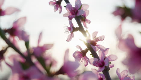 close up of sakura blossoms in bloom on a sunny spring day