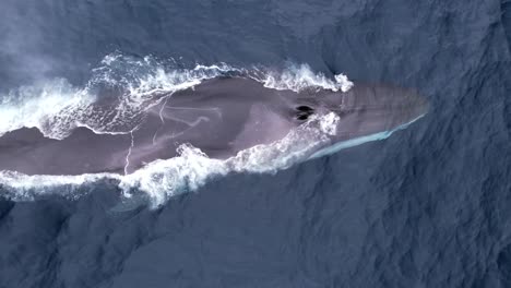 Fin-Whales-cruises-along-a-whale-watch-boat-to-spout-before-diving-deep-off-of-Dana-Point-California