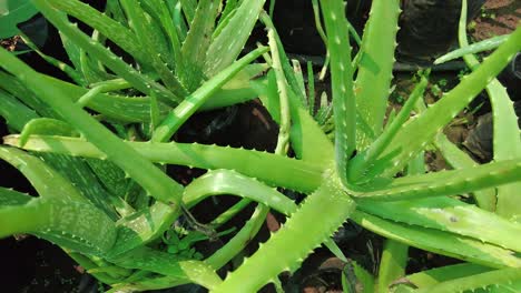 Close-Up-Of-Large-Green-Aloe-Vera-Plants-In-The-Garden---high-angle-shot