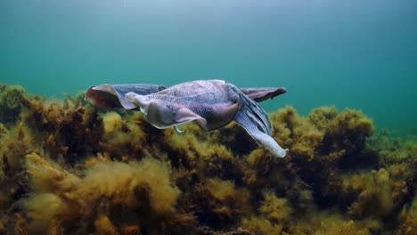 Riesige-Australische-Tintenfische-Sepia-Apama-Migration-Whyalla-Südaustralien-4k-Zeitlupe,-Paarung,-Eier-Legen,-Kämpfen,-Aggregation,-Unter-Wasser