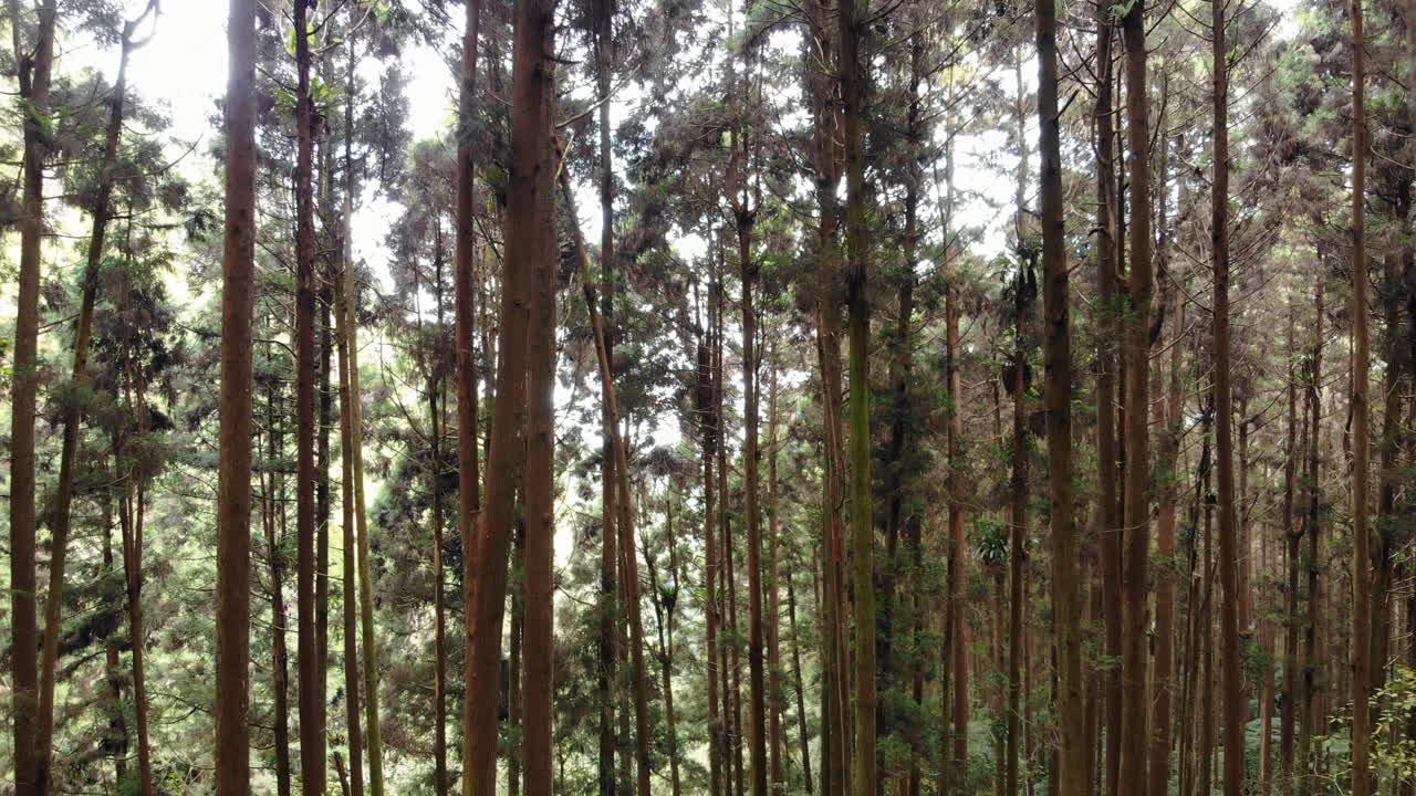 una foto de un dron de un bosque en el área de educación natural de xitou con una cámara moviéndose entre los árboles