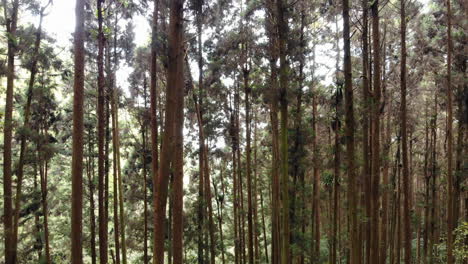 a drone shot of a forest in xitou nature education area with camera moving between the trees