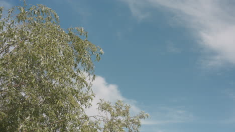 vibrant blue sky adorned with wispy clouds framing lush tree canopy swaying gently in warm daylight breeze, leaves shimmering softly against crisp azure backdrop in serene outdoor nature scene