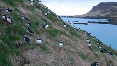 time-lapse of a colony of puffins nesting on a grassy icelandic hillside overlooking the sea