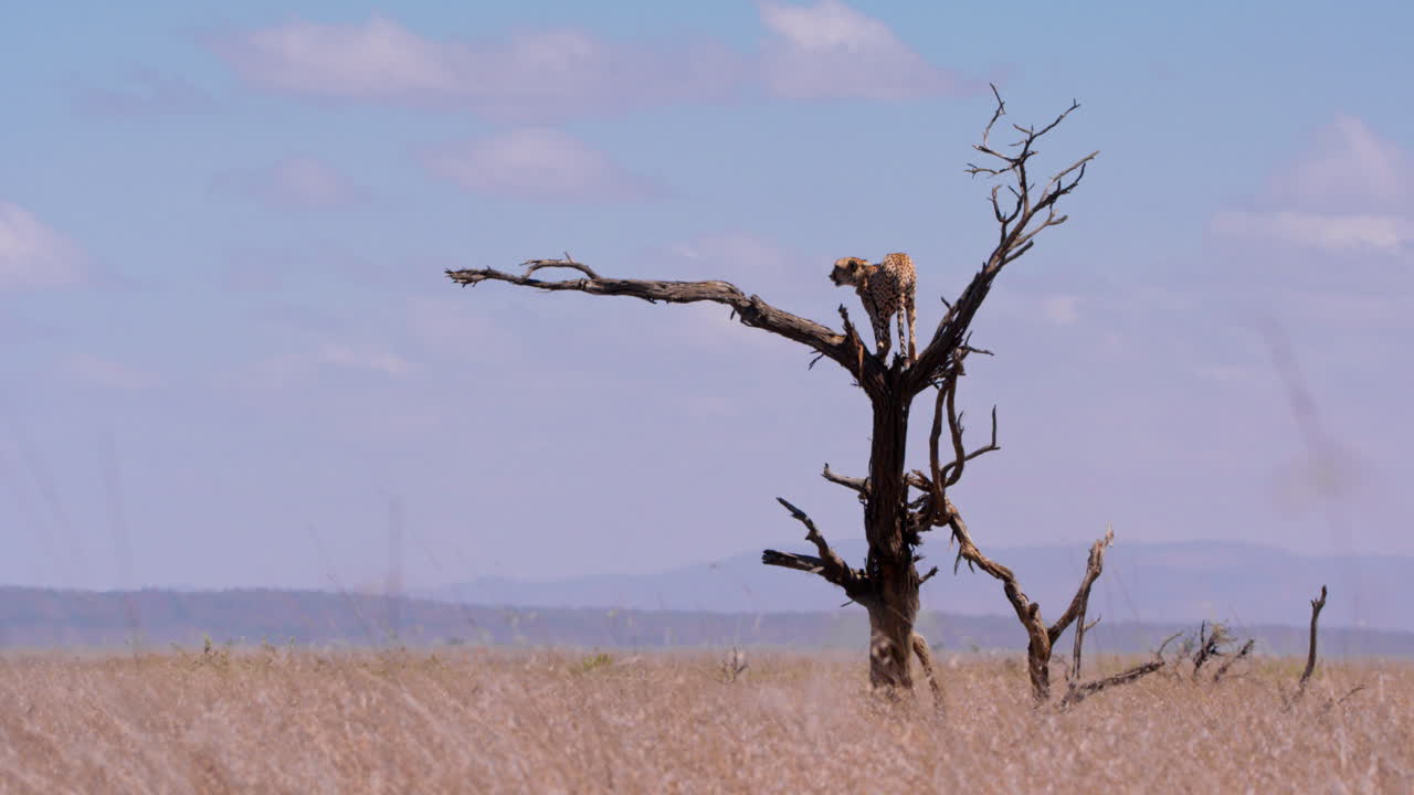 Extreme wide shot of collard cheetah surveying from a dead tree