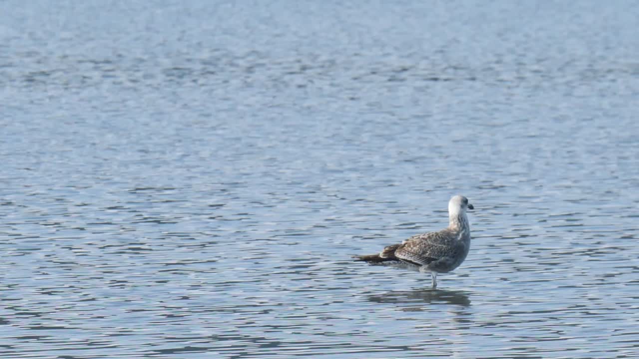 백그라운드에서 날아가는 다른 새를 관찰하는 서 있는 새
