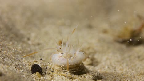 weird looking worm sea creature living in a hole underwater