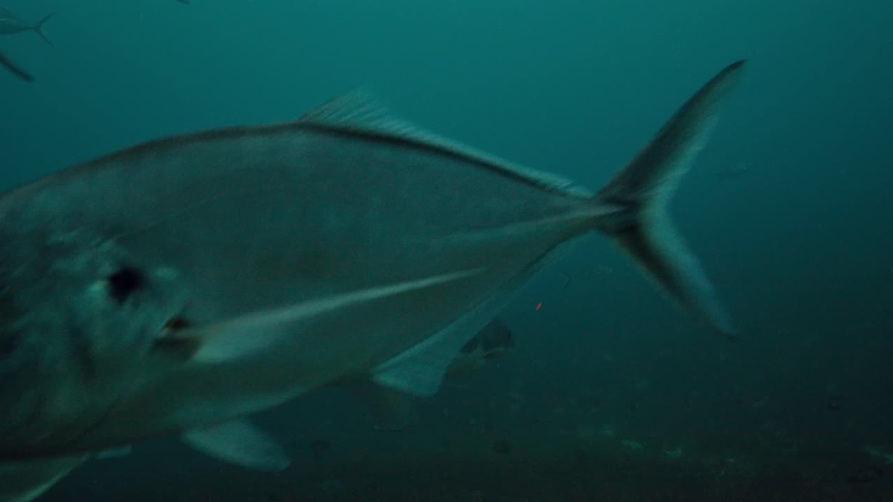 Żarłacz biały Carcharodon carcharias, Wyspy Neptuna, Australia Południowa, 4k zwolnione tempo 50 kl./s