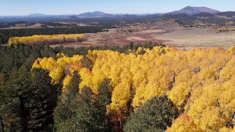 Fall-color-change-between-pine-and-aspen-trees