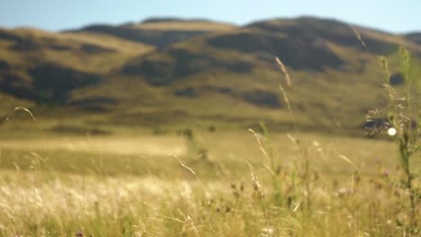 fresh wind blowing through the golden grass by the mountains -wide