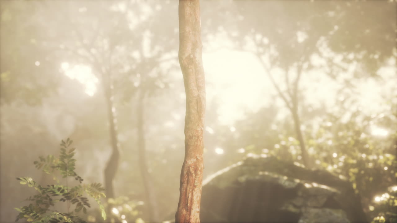 빛의 광선과 함께 녹색 숲