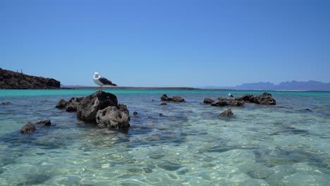 Sea-gull-standing-on-a-rock-surrounded-by-crystal-clear-beach-water-in-Isla-Coronado,-Loreto,-Baja-California-Sur