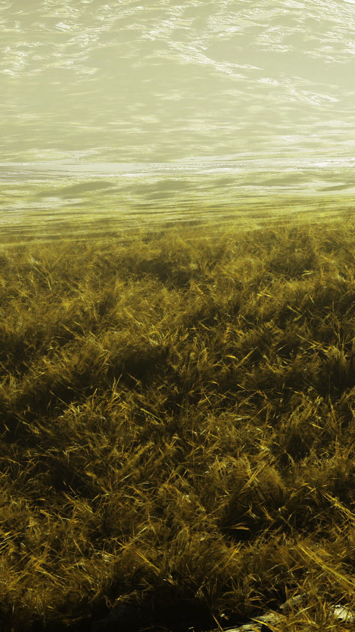 Underwater view of grass reaching towards the surface of the water