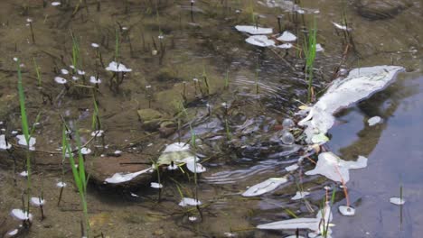 Frog-swimming-in-a-river-making-loud-sounds