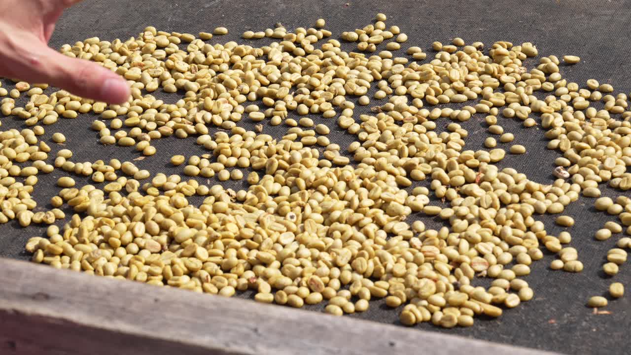 Processo di selezione di chicchi di caffè lasciati ad asciugare al sole, processo di piantagione in Colombia