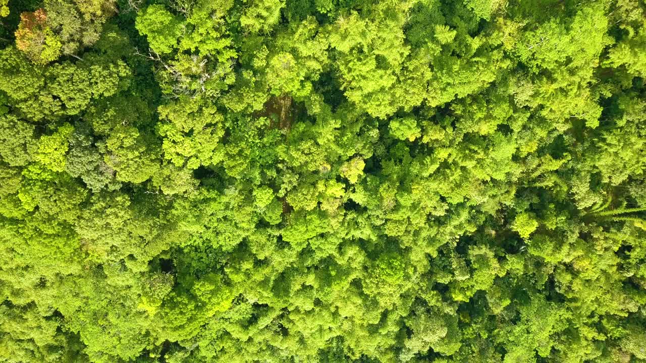 Aerial top down flight above green lighting forest trees in rainforest during sunlight