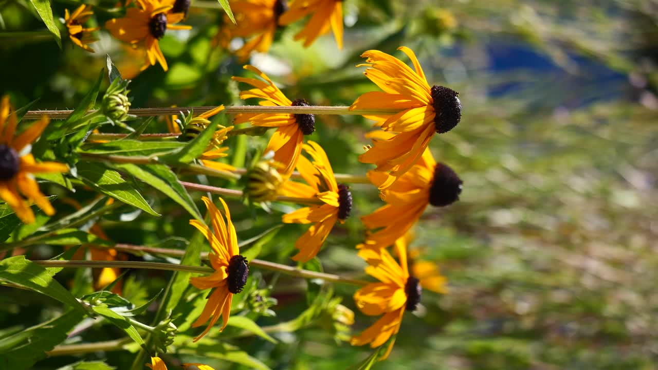 Close-up of Rudbeckia Flowers