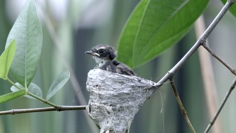 malaysian pied fantail chick in nest looking around in the forest