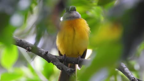 grey capped flycatcher perched on branch of tree in nature