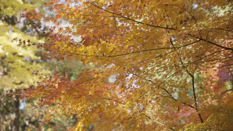 4k-Colores-Rojos-Otoñales-Japón-Momiji-60-Fps-Ralentizados-Al-40%-De-Velocidad