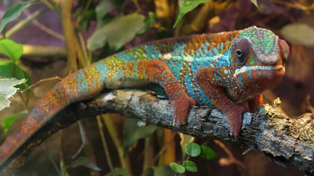 주위를 둘러보는 나뭇가지 위의 표범 카멜레온