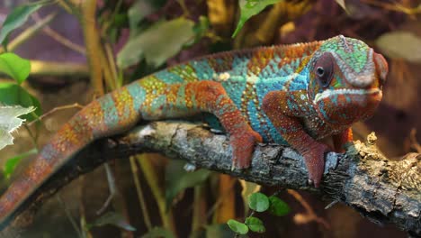 panther chameleon on a branch looking around