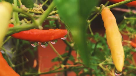 Gotas-De-Lluvia-Naturales-En-Una-Variedad-Colorida-De-Pimientos-Picantes-Picantes-En-Un-Jardín-Vegetal---Zoom-En-Hd-60fps