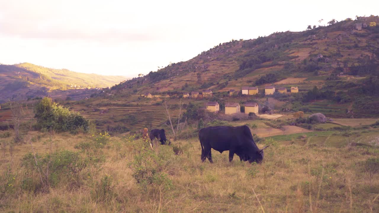 Madagáscar - um rebanho de zebu em um contexto rural