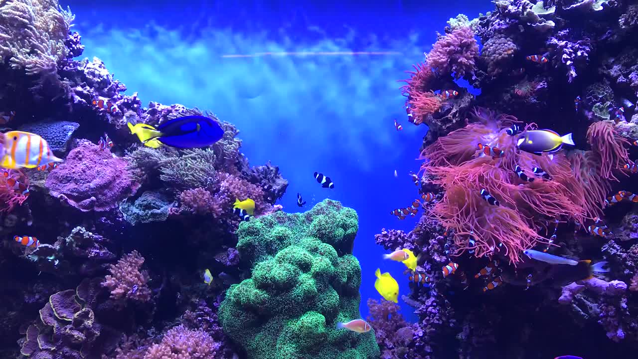 HD tropical fish aquarium footage