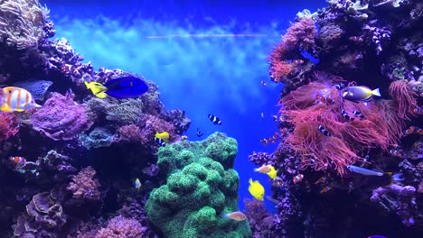 hd tropical fish aquarium footage