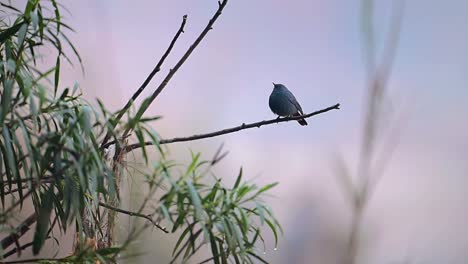 plumbeous water redstart perching in forest