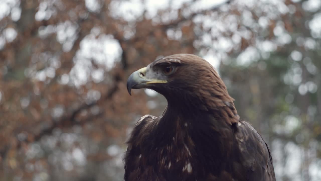águila dorada y fondo forestal, vista estática de primer plano en ángulo bajo de la cabeza, el pico y los ojos