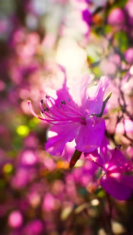 beautiful pink azalea blossoms in sunlight