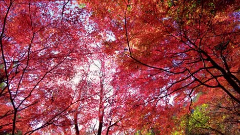 Mount-Takao-Day-Trip:-Explore-Tokyo's-Favorite-Mountain