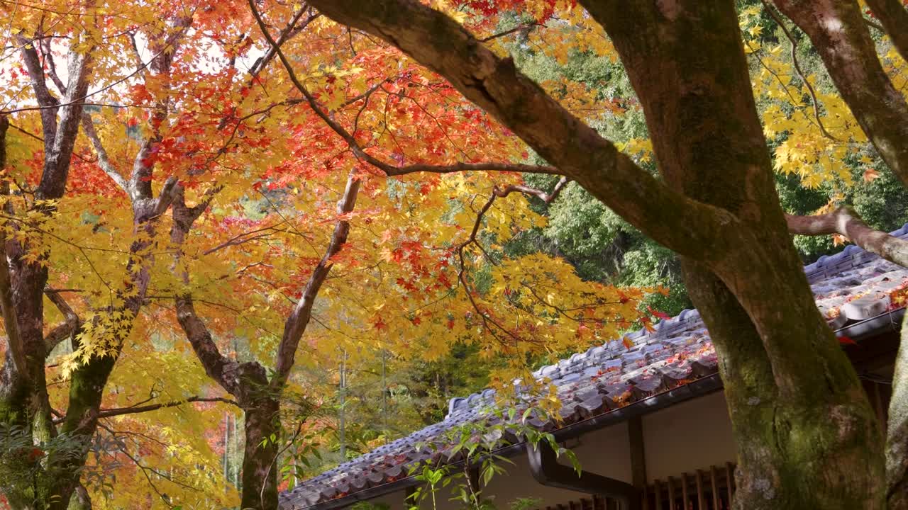 Softly waving autumn color trees with stunning roof