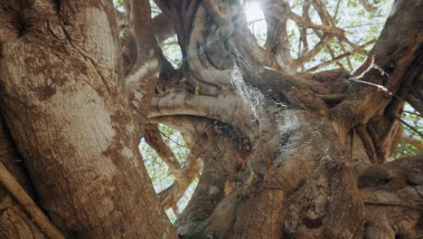 thick tree trunk