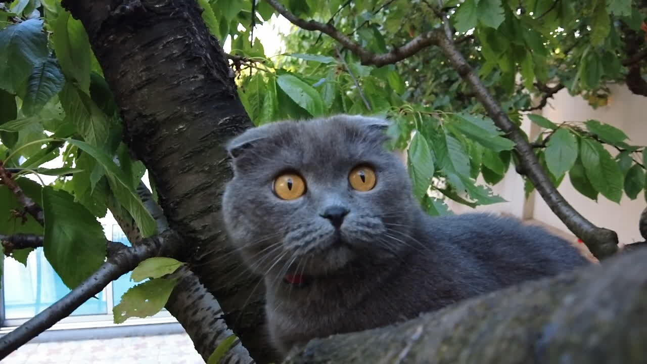Primo piano di un gatto Scottish Fold con gli occhi arancioni che si arrampica su un albero